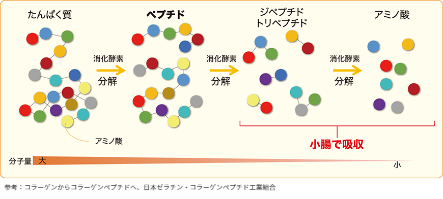 コラーゲンペプチドの説明