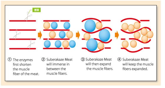 The enzymes first shorten the muscle fiber of the meat. Suberakaze Meat will immerse in between the muscle fibers. Suberakaze Meat will then expand the muscle fibers. Suberakaze Meat will keep the muscle fibers expanded.