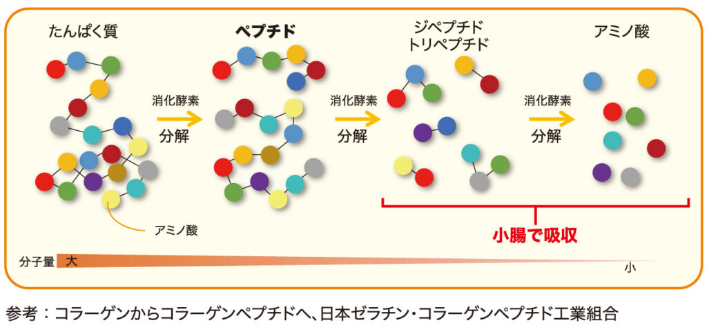 コラーゲンペプチドの説明